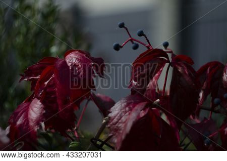 Beautiful Virginia Creeper Parthenocissus Quinquefolia Foliage In Autumn
