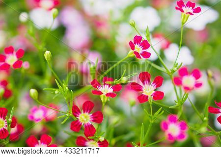 Beautiful Babysbreath Gypsophila Flowers On Green Meadow