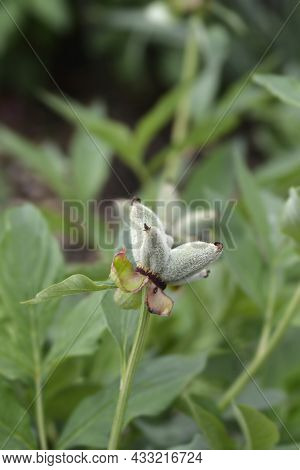 Woodland Peony Seed Pods - Latin Name - Paeonia Obovata