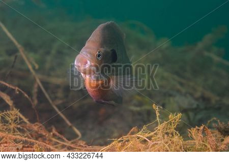 Dollar Sunfish With A Wide Open Mouth