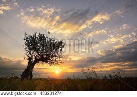 Single Oak Tree Summer Sunset In Greci, Romania.