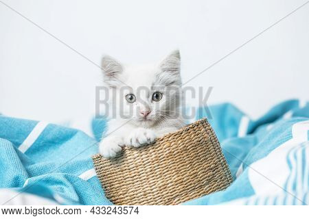 Small White Domestic Kitten In Basket  Lying On Bed With White Blanket Funny Pose. Cute Adorable Pet
