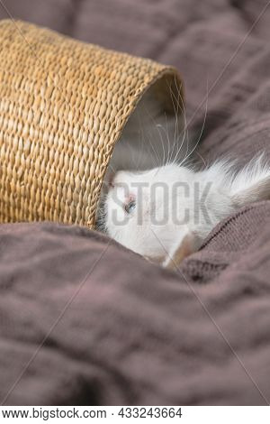 Small White  Striped Kitten Lying In Basket On Blanket. Concept Of Cute Adorable Pet Cat. Small Whit