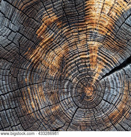 Cross Section Of The Old Tree Colored