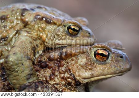 Close-up Of A Common Toad, A Bufo Bufo At A Pond, Its Spawning Ground.