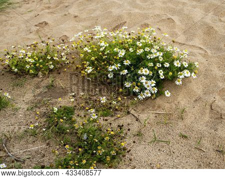 False Mayweed Growing In Sand On A Beach