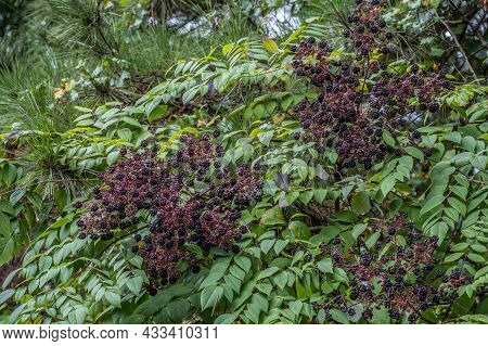 Partial View Closeup Of Ripening Elderberries Growing In The Wild Used For Many Different Products M