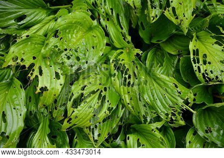 Can Cause Extensive Damage To Vegetables In Some Years. Its Caterpillars Have A Destructive Effect O