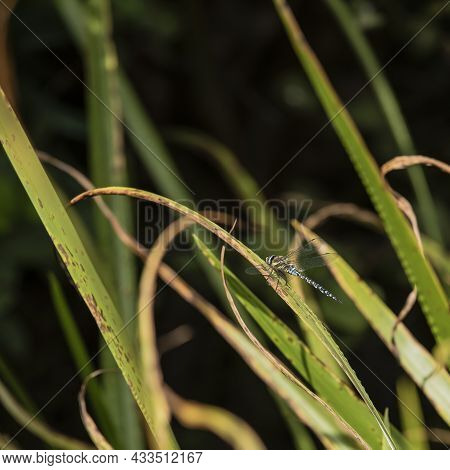 Beautiful Macro Close Up Image Of Common Hawker Dragonfly Insect On Reed Grass In Pond