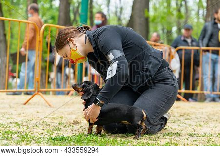 Female Handler Wearing Protective Medical Mask On Her Face, Puts Obedient Dachshund Puppy In The Cor
