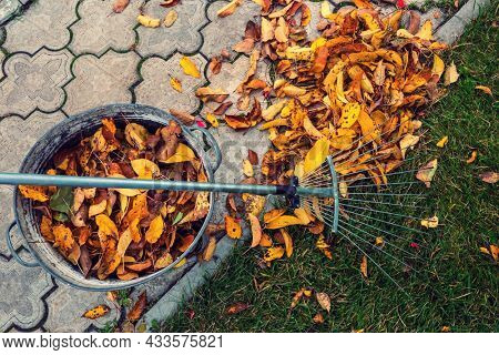 Pile of fall leaves with  rake on lawn. Falling season background.