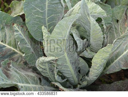 Cauliflower Whiteflies Pests. A Close Up Of A Cauliflower Plant Leaves Affected By Cabbage Whiteflie