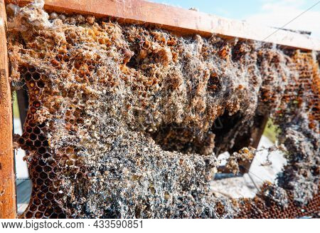 Wax Moth. Beekeeping Pests. A Bee Frame Damaged By A Wax Moth. Insect Pests.