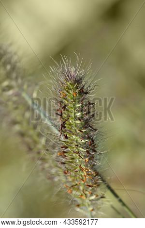 Fountain Grass Hameln - Latin Name - Pennisetum Alopecuroides Hameln