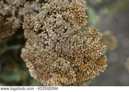 Yarrow Seeds - Latin Name - Achillea Filipendulina