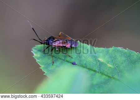 A Bug On A Plant. Portrait Of A Bug.