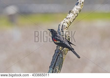 Red Winged Blackbird Resting On A Snag In Horicon Marsh In Wisconsin