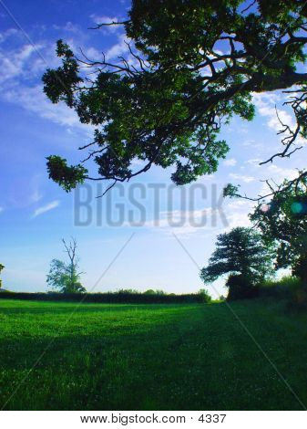 ฤดูร้อนท้องฟ้ากับต้นไม้