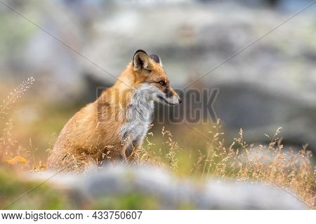 Portrait Of A Red Fox Vulpes Vulpes Sitting In Grass