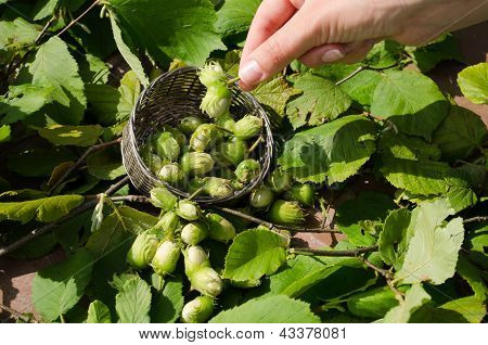 Hasel Nuss Korbweide Metall Schale Frau Hand halten nut