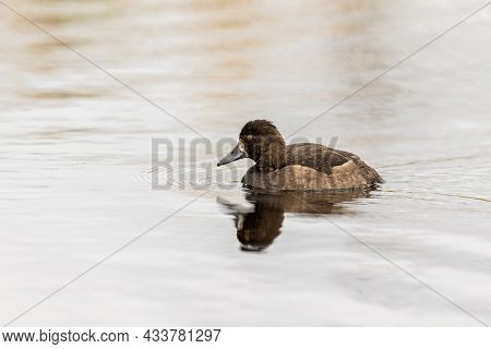 Tufted Duck - Aythya Fuligula - Female Bird Swimming In A Lake
