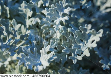 Gray Green Leaves Of Cineraria In Macro. Close-up Of Exotic Dusty Millers. Natural Background Of Cin