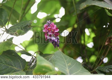 Kudzu Flowers. Kudzu Is A Fabaceae Perennial Vine Plant That Uses Roots As Ingredients And Crude Dru