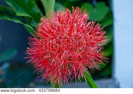 Blood Lily Flower Shaped Red Ball With Green Stalk