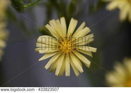 Lactuca Indica Flowers Image & Photo (Free Trial) | Bigstock