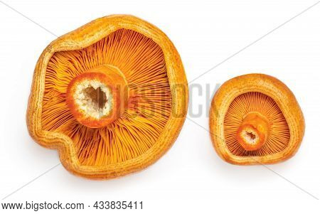 Raw Autumn Mushrooms - Edible Red Pine Mushroom Isolated  On White Background. Top View.  Flat Lay. 