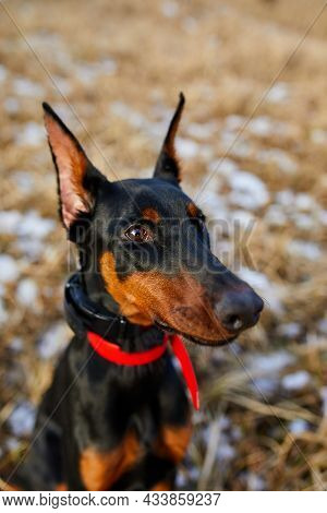 The Portrait Of A Black And Brown Doberman Pinscher Dog