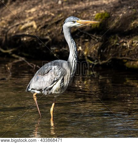Grey Heron, Ardea Cinerea, A Massive Gray Bird Wading Through A Flat Lake Searching For Fish, With F