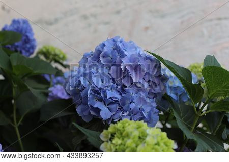 Flower Of French Hydrangea Or Bigleaf Hydrangea (hortensia) Nikko Blue (hydrangea Macrophylla), Gree