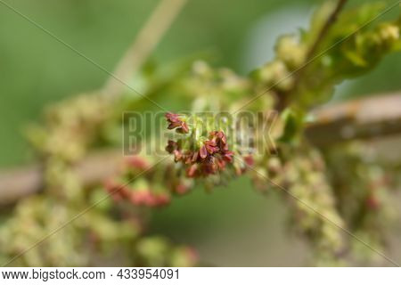 English Redoul - Latin Name - Coriaria Myrtifolia