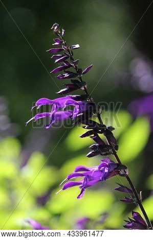 The Bright Vivid Colors Of A Single Salvia Amistad Flower. Vibrant Purple Flowers Against Lime Green