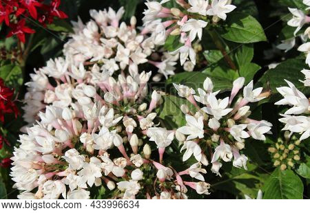 White Blossoming Egyptian Starcluster In The Garden