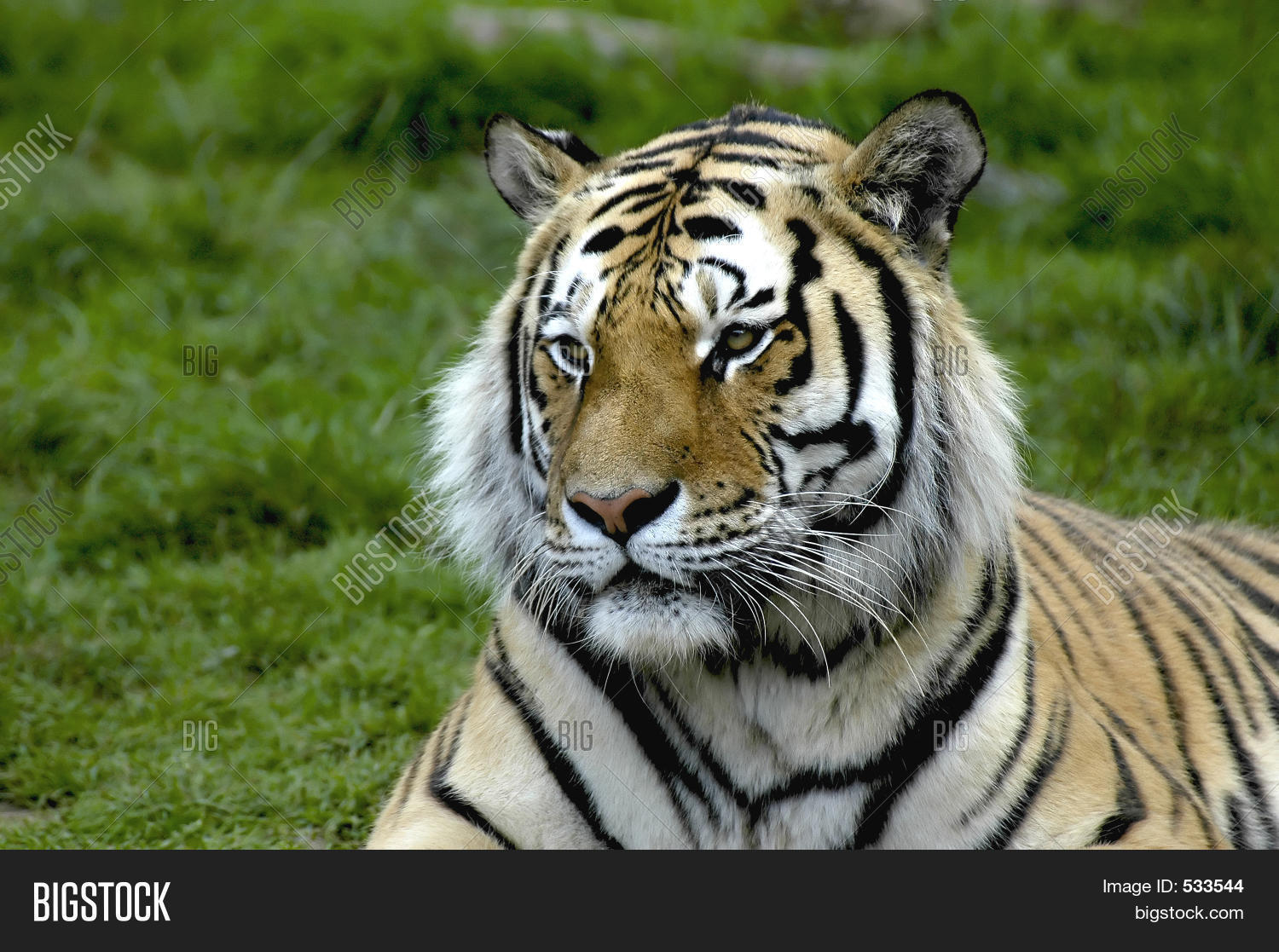 Image Preview