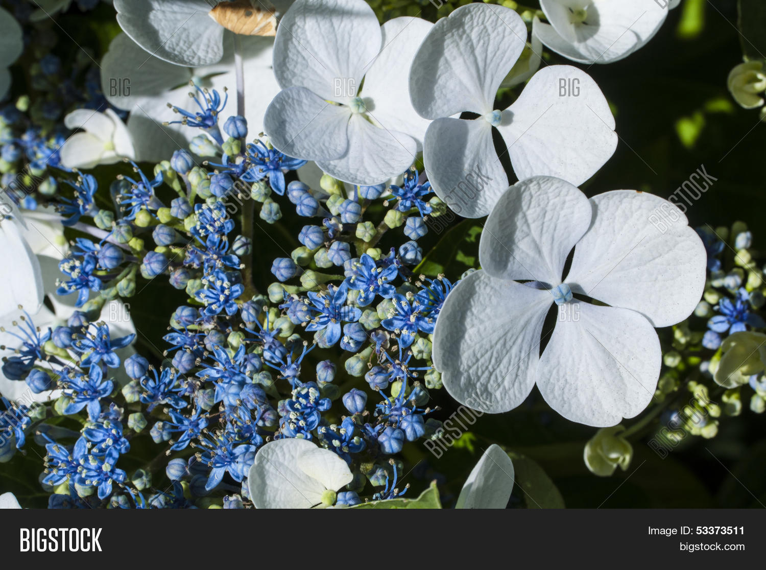 Image Preview