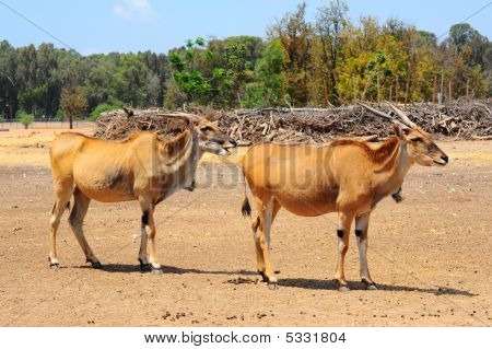 Eland