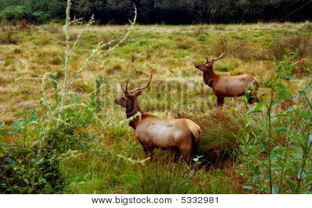 Elk taalaa