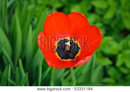 Macro red tulip