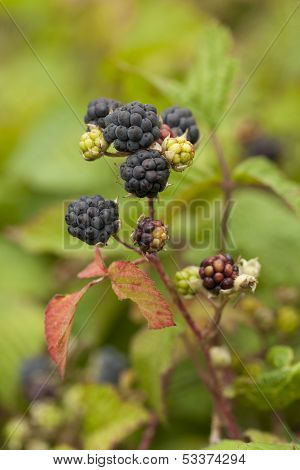 Blackberry Bush