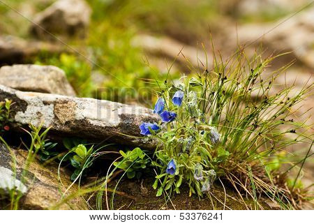 Karpaty dzwony