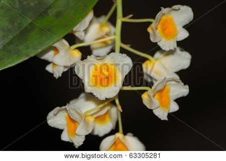 Dendrobium Palpebrae