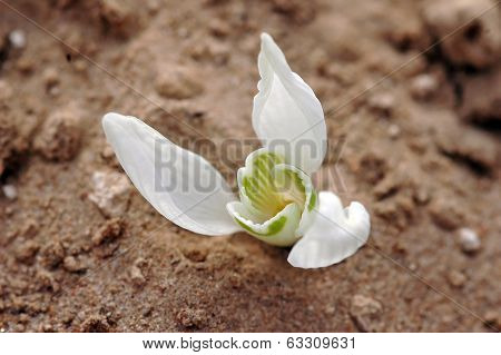 Snowdrop Flowers