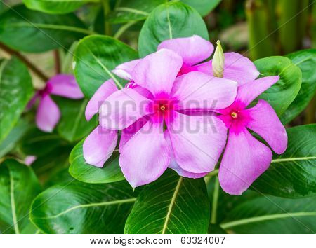 beautiful vinca flower
