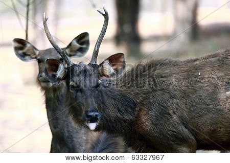 Sambar Deer