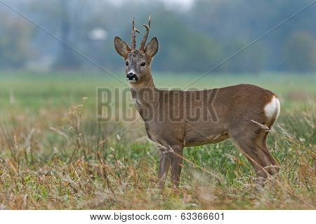 Roe deer