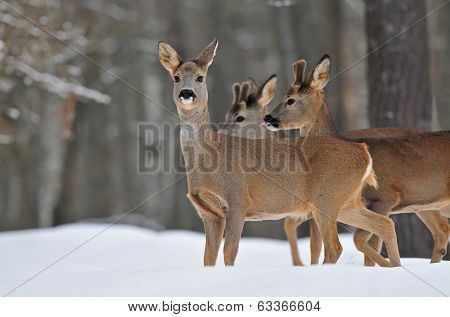 Roe deer