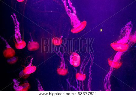 Beautiful Jellyfish Moving Slowly In Aquarium In Dubai